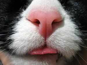 У кошки сухой нос