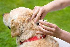 Как помочь собаке при укусе клеща