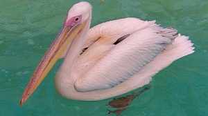 Чудесный розовый пеликан