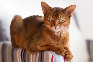 Абиссинская кошка – профилактика заболеваний