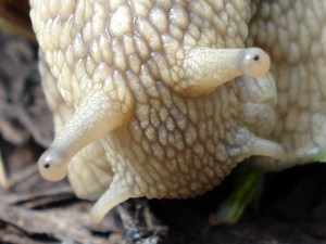 Голова моллюска крупным планом - фото