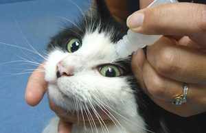 Особенность применения глазных капель для кошек
