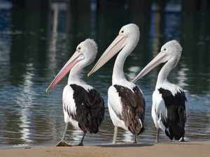 Три пеликана