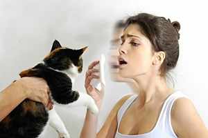 Аллергии у взрослых на кошек и признаки заболевания