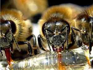 Каким образом пчелы делают мед – что мы не видим