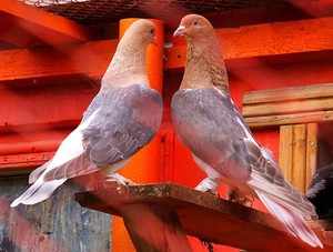 Красивые голуби с рыжеватым окрасом