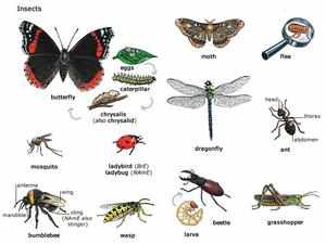 Названия насекомых 