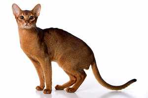 Абиссинский кот внешний вид