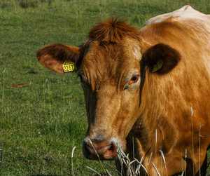 Как лечить кетоз у коровы
