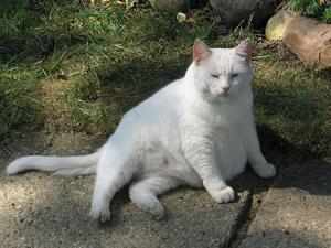 Белая беременная кошка