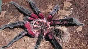 Лососево-розовый паук-птицеед -самые большие и опасные пауки