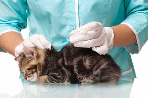 Вакцинация кошек