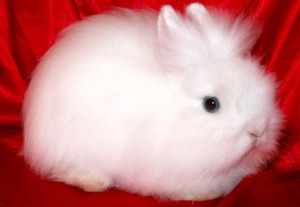 Кролик ангорский карлик - фото породы