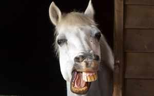 Зубы лошади-строение