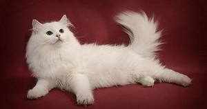 Сибирская кошка белоснежного цвета