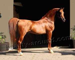 Арабская лошадь 