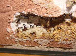 Каких муравьев содержат дома