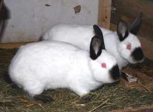 Кролики калифорнийской породы - красивые фото