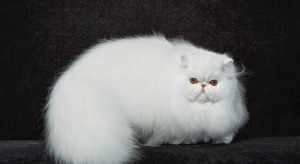 Пушистая персидская кошка