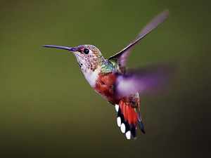 Как летает колибри