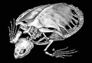 Снимок скелета черепахи