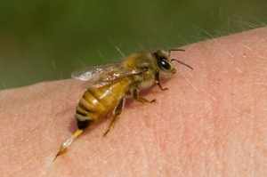 Особенности пчелиного яда