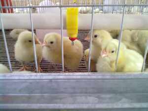 Цыплята бройлеры - клеточный способ содержания