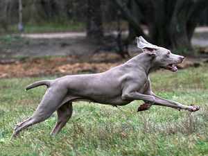 Веймарская легавая - подвижная собака