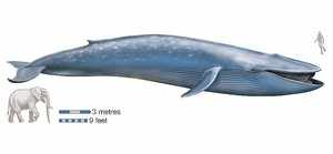 Синий кит считается самым большим животным