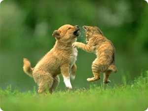 Кот и щенок играют друг с другом