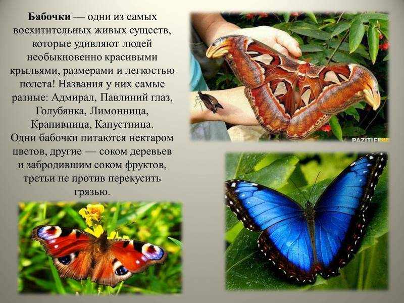 Внешний вид бабочки