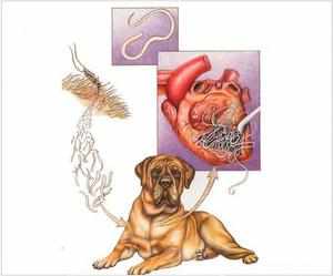 Лечение дирофиляриоз у собак