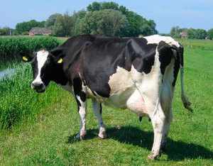 Тагильская молочная порода коров