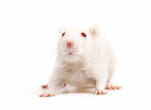 Белая мышь