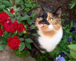 Милая трёхцветная кошка и цветы