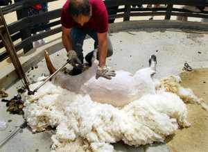 Как подготовить овец к стрижке