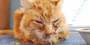 Чем опасен микоплазмоз у кошек