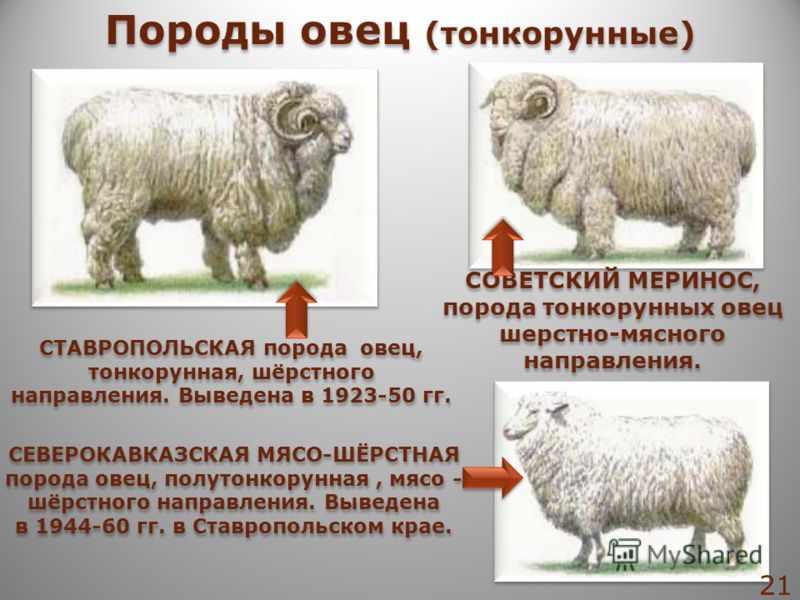 Содержание овец