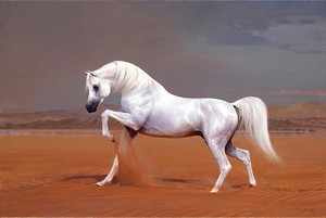 Белый арабский конь