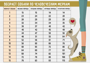Таблица для определения возраста собаки