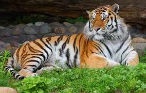Исчезающий вид - амурские тигры