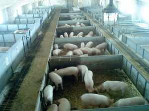 Состав домашнего и покупного комбикорма для свиней и поросят