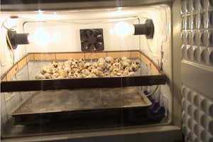 Как сделать инкубатор из холодильника