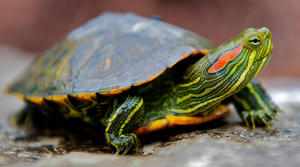 Вид черепахи-Красноухая