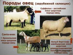 Популярные виды овец