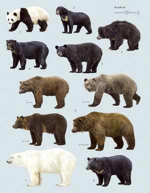 Какие бывают медведи
