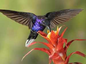 Как колибри пьет нектар