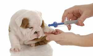 Вакцинация собак - правильная последовательность