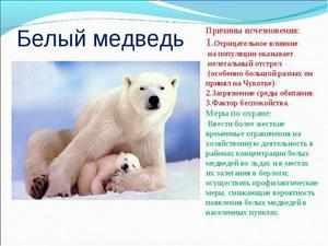 Описание хищника белого медведя