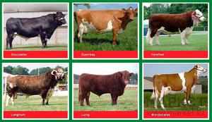 Коровы молочного и мясного направлений